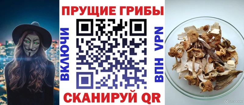 магазин продажи наркотиков  Правдинск  Псилоцибиновые грибы прущие грибы 